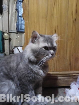Parsian cat (  NOR )